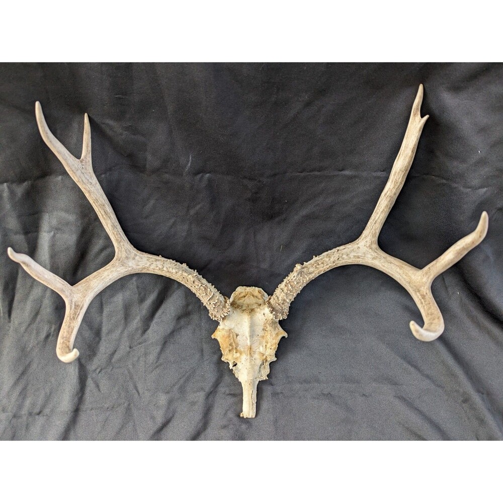 Wild 8 Point Whitetail Deer Antler Rack Horn Skull Plate Man Cave Tall - Picture 2 of 11